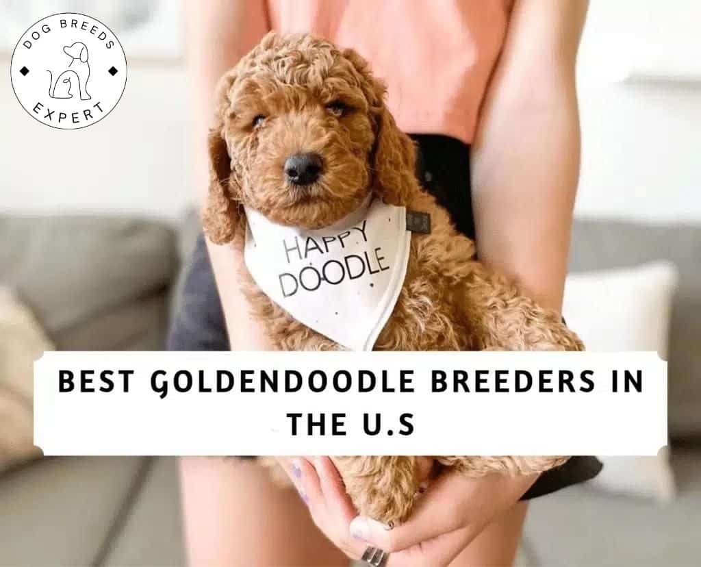 Best Goldendoodle Breeders in the US
