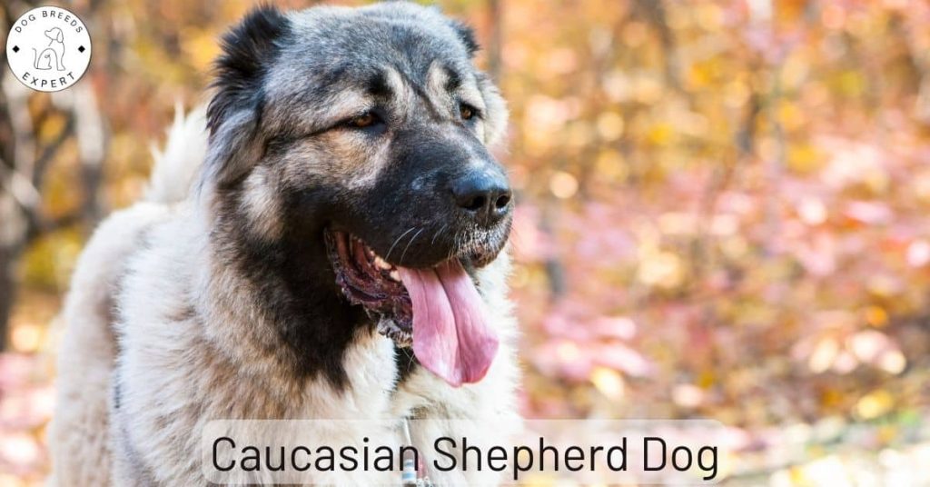 Caucasian Shepherd Dog – Breed Information and Details