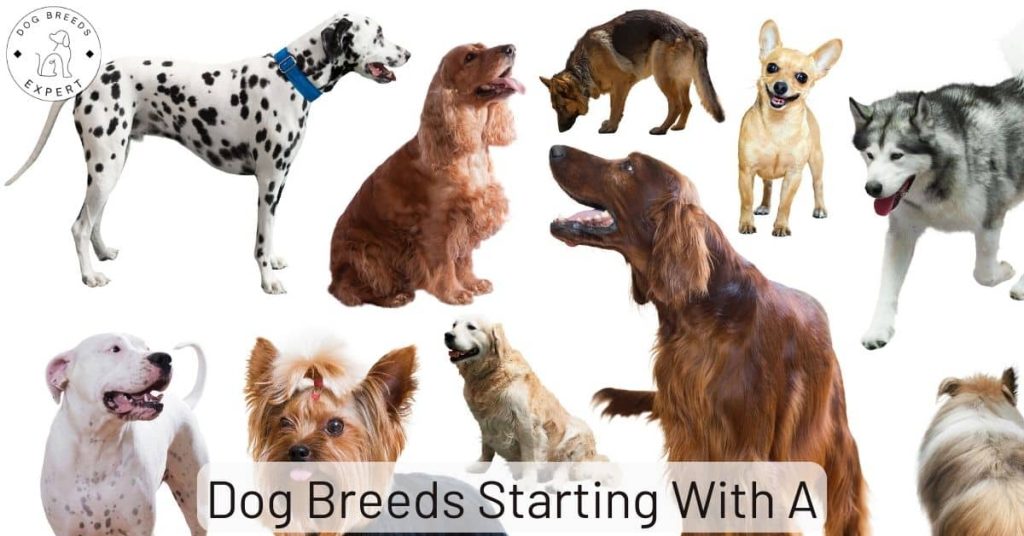 Dog Breeds Starting With A