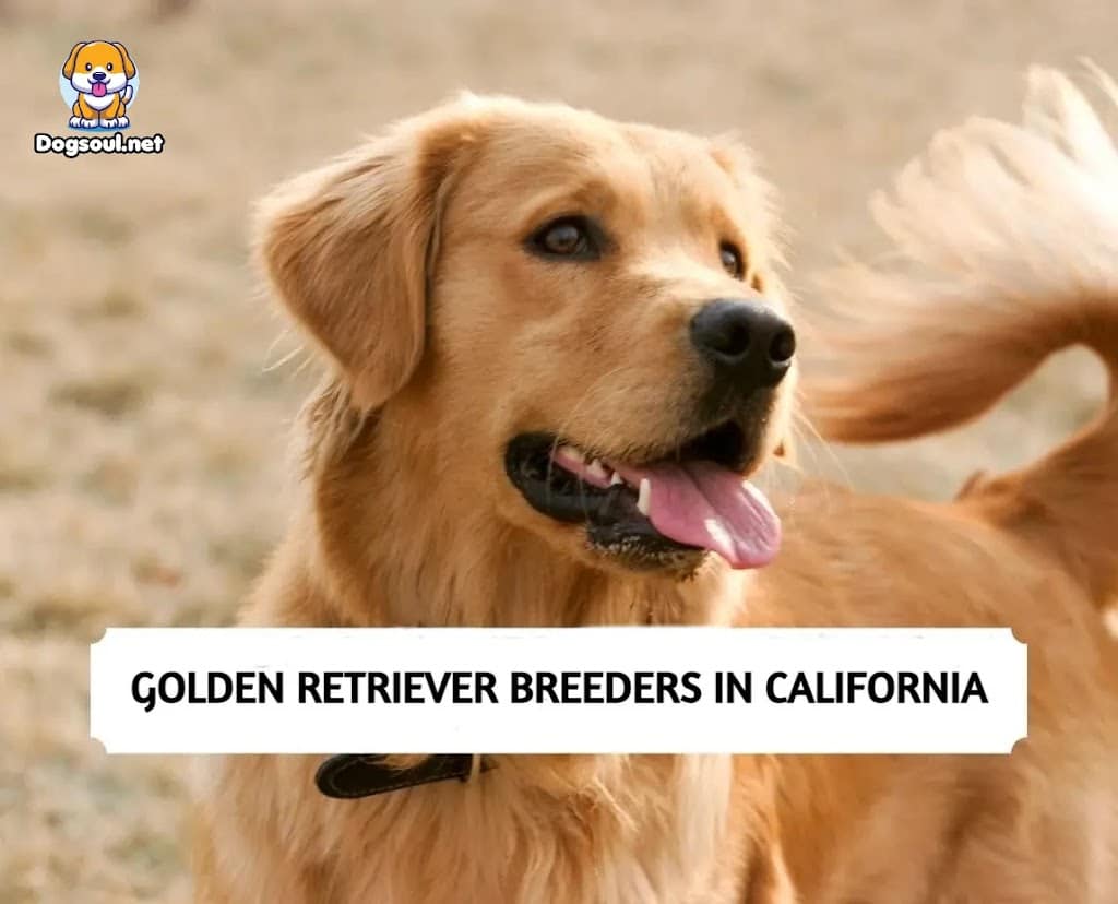 The 14 Best Golden Retriever Breeders in California (2025)