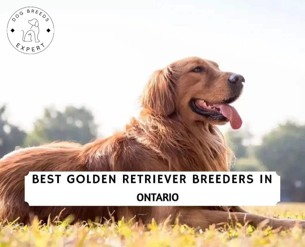 Golden Retriever Breeders in Ontario
