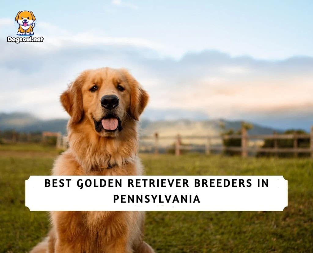 The 13 Best Golden Retriever Breeders in Pennsylvania (2025)
