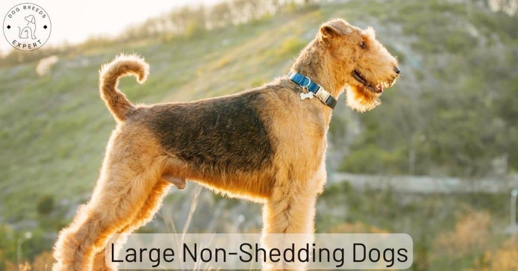 Large Non-Shedding Dogs – Good for owners with allergies?