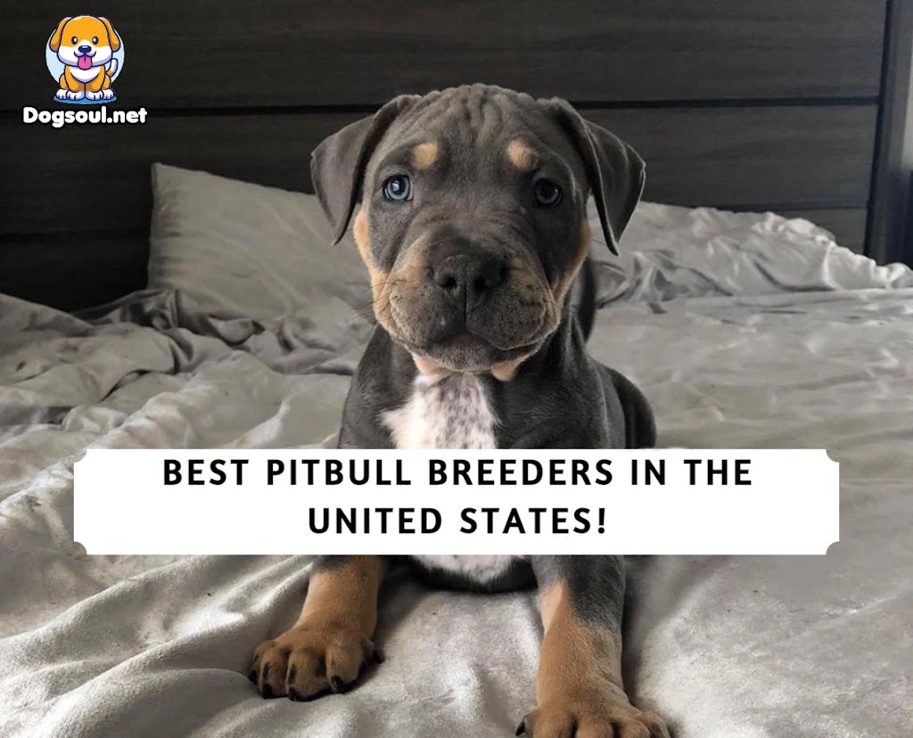 The 15 Best Pitbull Breeders In USA (2025)