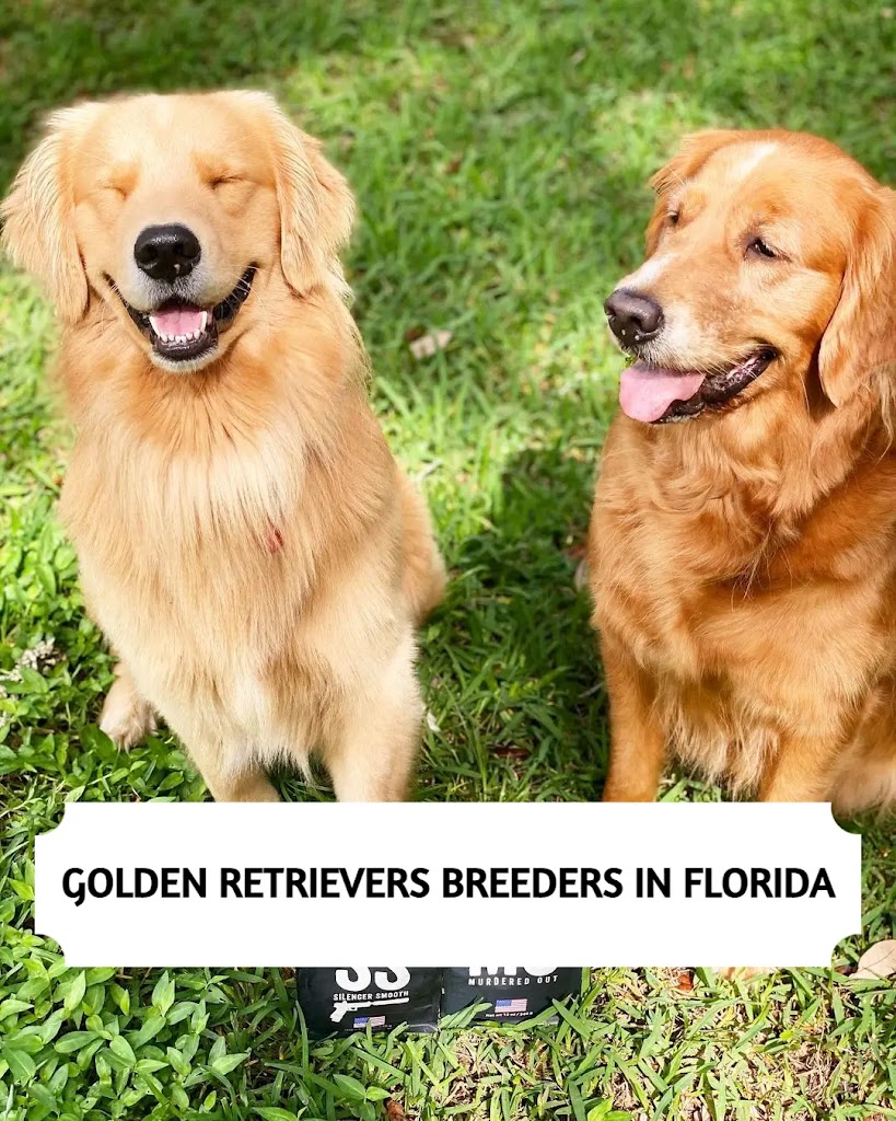 The 14 Best Golden Retriever Breeders in Florida (2025)
