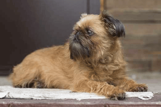 Brussels Griffon dog