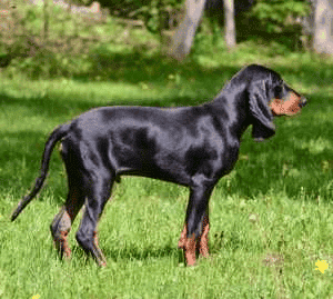 Black and Tan coonhound standing in a grassy field.