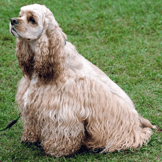 White American Cocker Spaniel sitting in a garden.