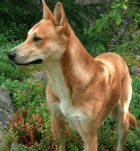 American Dingo standing in a field.