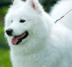 White American Eskimo dog outdoors.