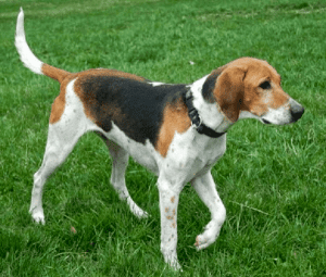 Alert American Foxhound on a grass field.