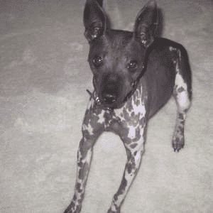 American Hairless Terrier dog breed on a lounge carpet.