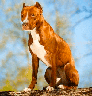 American Pit Bull Terrier sitting down in the sun.