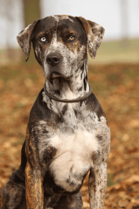 A Catahoula Leopard dog with a blue eye looking past the camera on an autumn day.