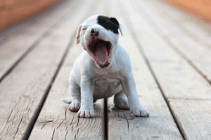 American Staffordshire puppy yawning on the porch.