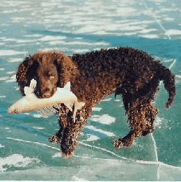 American Water Spaniel retrieving a fish, standing on ice.