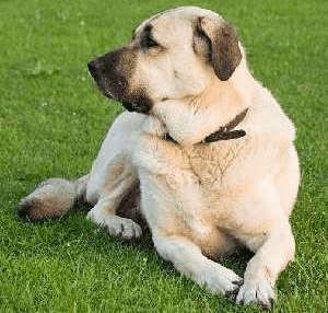 Anatolian Shepherd Dog lying on the grass, looking over its shoulder.