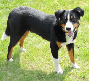 Appenzeller dog breed standing in the garden.