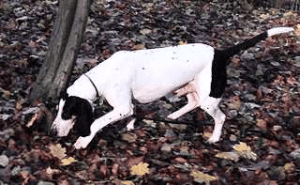 Ariégeois dog breed sniffing around near a tree.