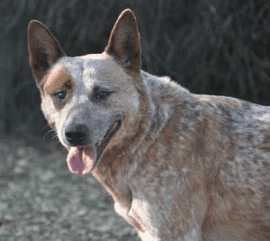 Australian Cattle Dog - Blue Heeler - looking at the camera.