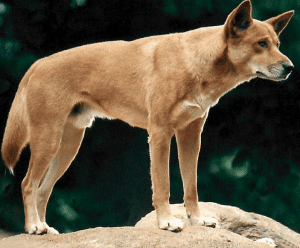 Australian Dingo standing on a boulder staring at something in the distance.