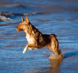 An Australian Kelpie playing in water.