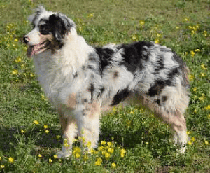 An Australian Shepherd standing in a field on a sunny day.