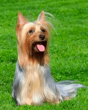 An Australian Silky Terrier sitting down on grass looking upwards on a sunny day.