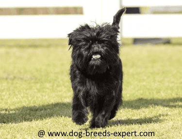 Affenpinscher running towards camera
