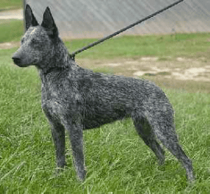 An Australian Stumpy Tail Cattle dog standing in a grass field.