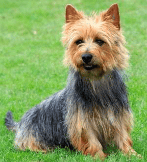 An Australian Terrier sitting down on grass outdoors.
