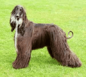 A black Afghan Hound standing on grass.