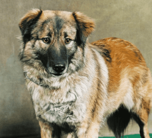 An alert Aidi dog standing for a photo.