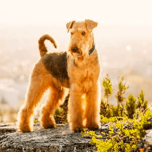 An Airedale Terrier standing in bright sunshine.