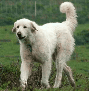 White Akbash dog breed running on grass