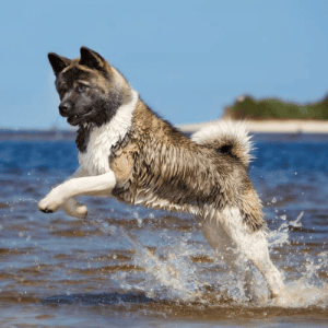 American Akita dog jumping in water at the beach.