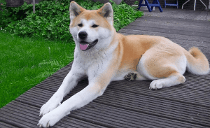 An Akita Inu dog lying in the garden, on wooden decking.