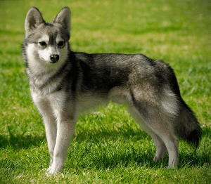 A dark-coated Alaskan Klee Kai standing in the garden.