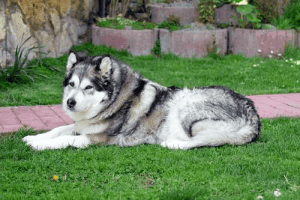 Alaskan Malamute lying down in the garden, on grass.
