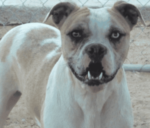 Alapaha Blue Blood Bulldog looking straight into the camera.