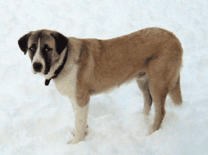 An Alentejo Mastiff from Portugal standing in snow.