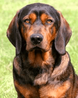 Close up of an Alpine Drachsbracke dog breed.