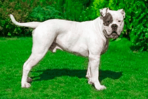 White American Bulldog in a grass garden.