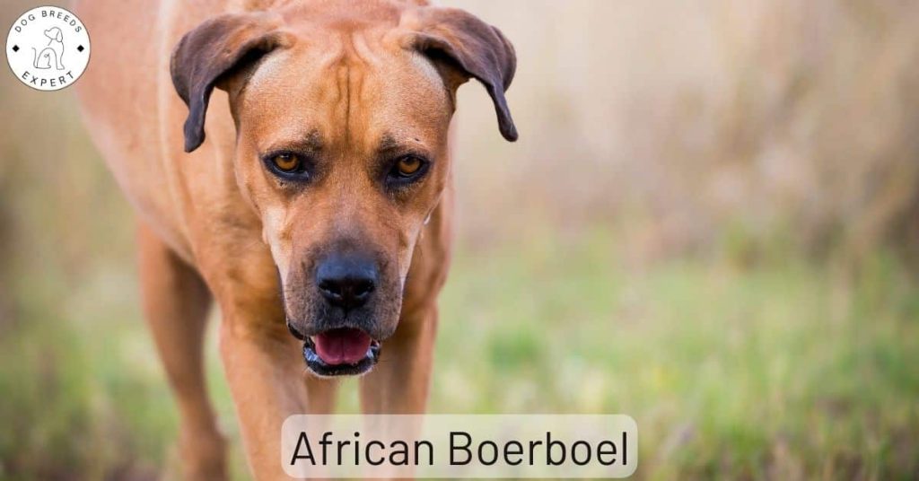 African Boerboel
