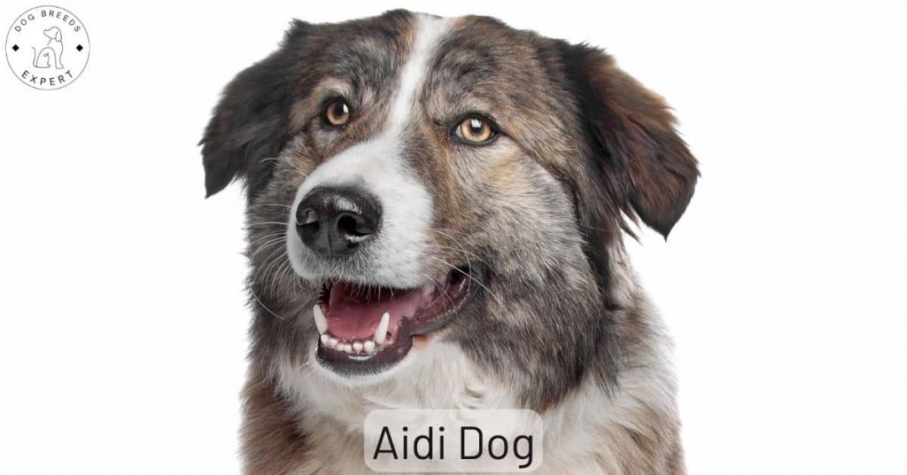 Aidi Dog
