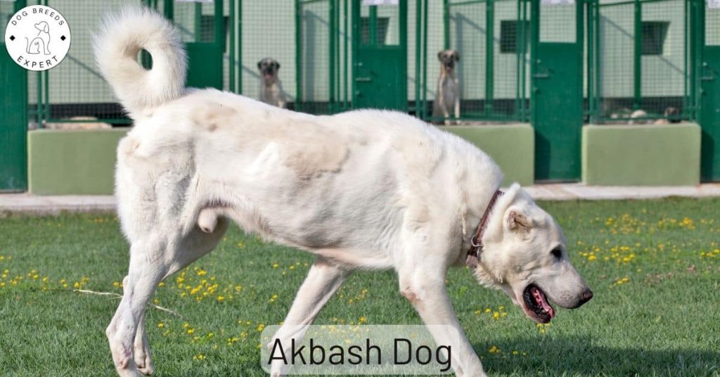 Akbash Dog