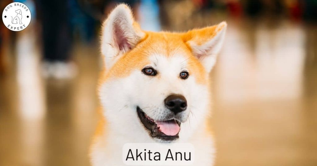 Akita Anu