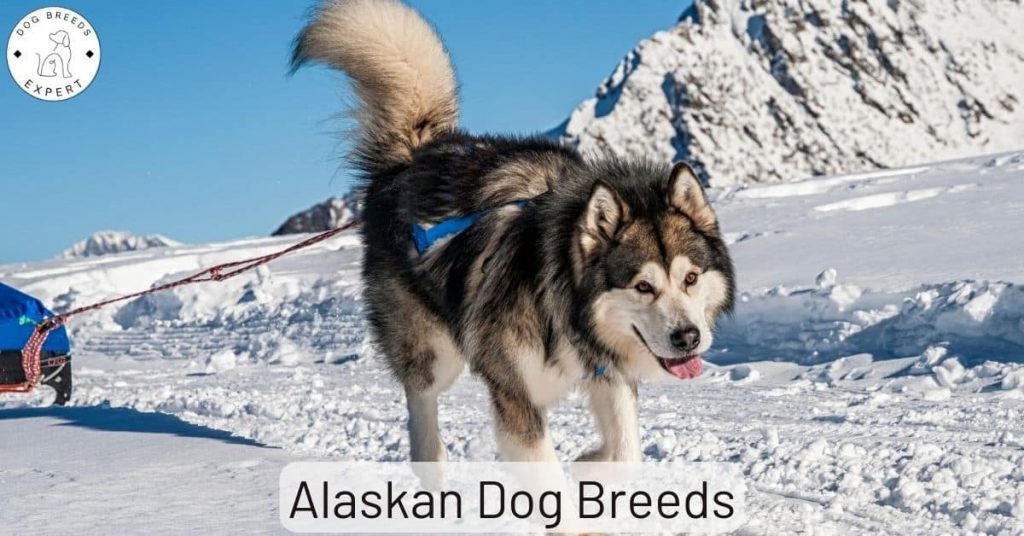 Alaskan Dog Breeds