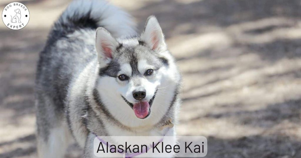 Alaskan Klee Kai