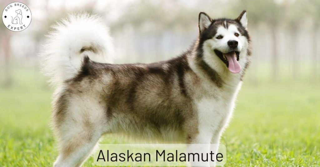 Alaskan Malamute